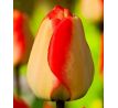 Tulipa - American Dream / 10ks v balení