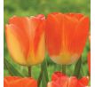 Tulipa - American Dream / 6ks v balení