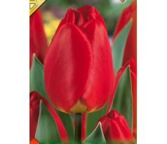 Tulipa - Apeldoorn / 10ks v balení