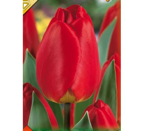 Tulipa - Apeldoorn / 10ks v balení