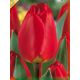 Tulipa - Apeldoorn / 8ks v balení