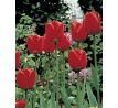 Tulipa - Apeldoorn / 10ks v balení