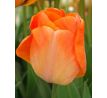 Tulipa - Daydream / 8ks v balení