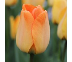 Tulipa - Daydream / 10ks v balení