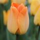 Tulipa - Daydream / 8ks v balení