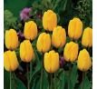 Tulipa - Golden Apeldoorn / 8ks v balení