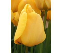 Tulipa - Golden Apeldoorn / 10ks v balení