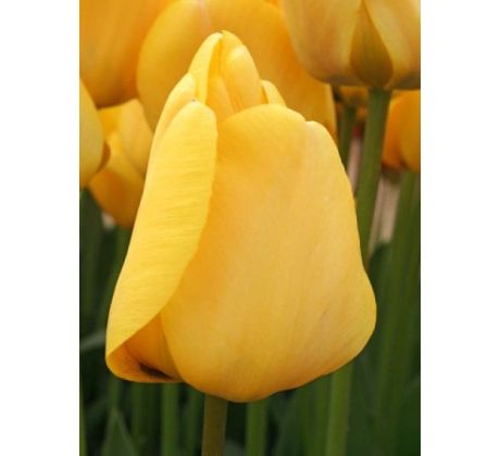 Tulipa - Golden Apeldoorn / 10ks v balení