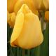 Tulipa - Golden Apeldoorn / 8ks v balení