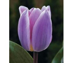 Tulipa - Light and Dreamy