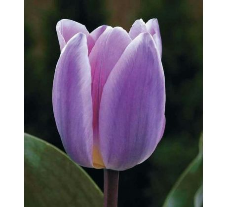 Tulipa - Light and Dreamy