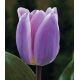 Tulipa - Light and Dreamy