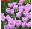 Tulipa - Light and Dreamy