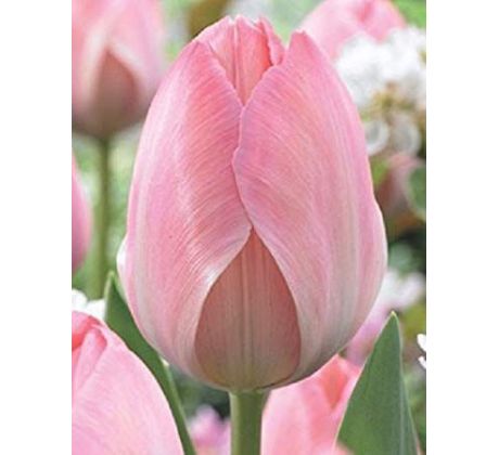 Tulipa - Mystic van Eijk