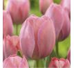 Tulipa - Mystic van Eijk