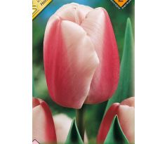Tulipa - Ollioules / 8ks v balení