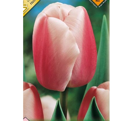 Tulipa - Ollioules / 8ks v balení