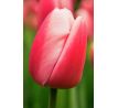 Tulipa - Ollioules / 8ks v balení