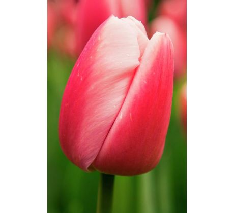 Tulipa - Ollioules / 10ks v balení