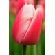 Tulipa - Ollioules / 8ks v balení