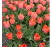 Tulipa - Orange van Eijk