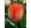 Tulipa - Orange van Eijk