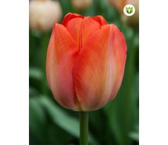 Tulipa - Orange van Eijk