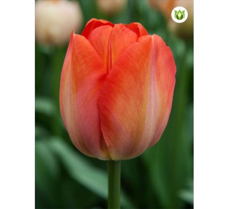 Tulipa - Orange van Eijk