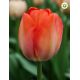 Tulipa - Orange van Eijk