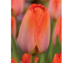 Tulipa - Orange van Eijk