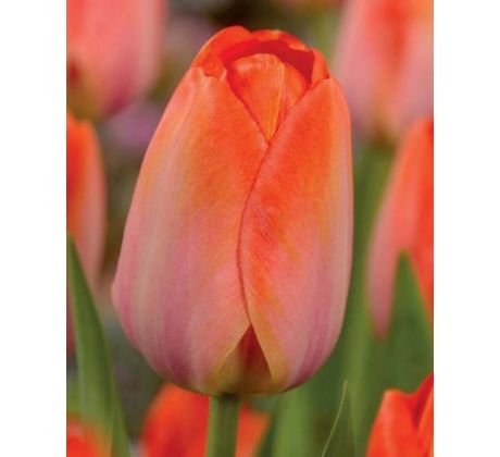 Tulipa - Orange van Eijk