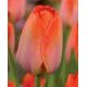 Tulipa - Orange van Eijk