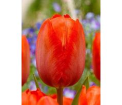 Tulipa - Orange van Eijk