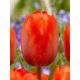 Tulipa - Orange van Eijk