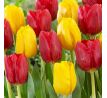 Tulipa - Duo Red & Yellow / 10ks v balení
