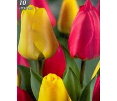 Tulipa - Duo Red & Yellow / 10ks v balení
