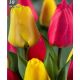 Tulipa - Duo Red & Yellow / 6ks v balení