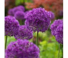Allium Purple Sensation