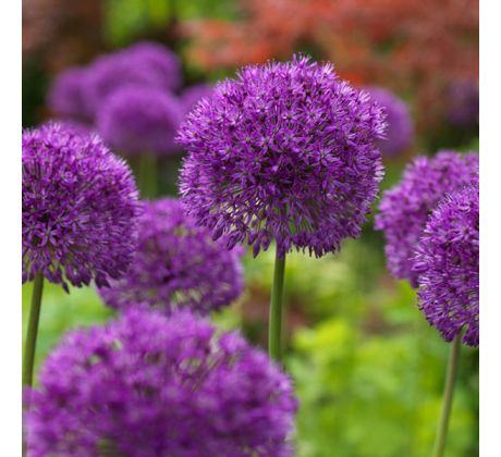 Allium Purple Sensation