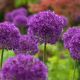 Allium Purple Sensation