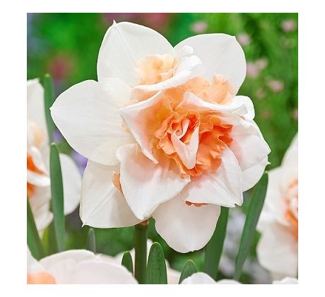 Narcissus - Replete/ 5ks v balení