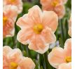 Narcissus - Apricot Whirl / 5 ks v balení