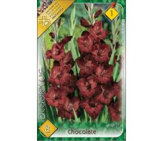 Gladiolus - Chocolate