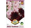 Duo Dahlia - Gladiolus