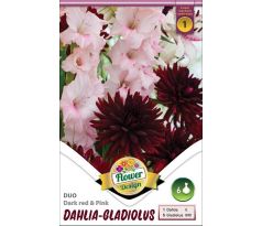 Duo Dahlia - Gladiolus