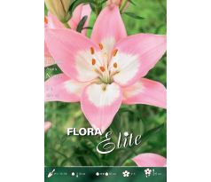 Lilium asiatic - Njoyz