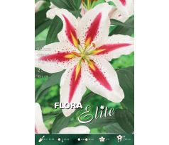 Lilium oriental - Big Smile