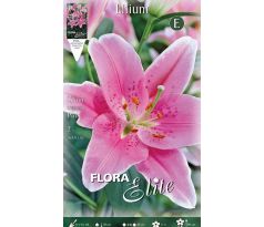 Lilium oriental Pink