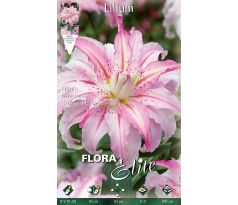 Lilium oriental - Broken Heart