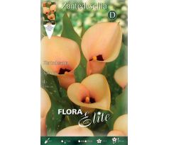 Zantedeschia - Salmon